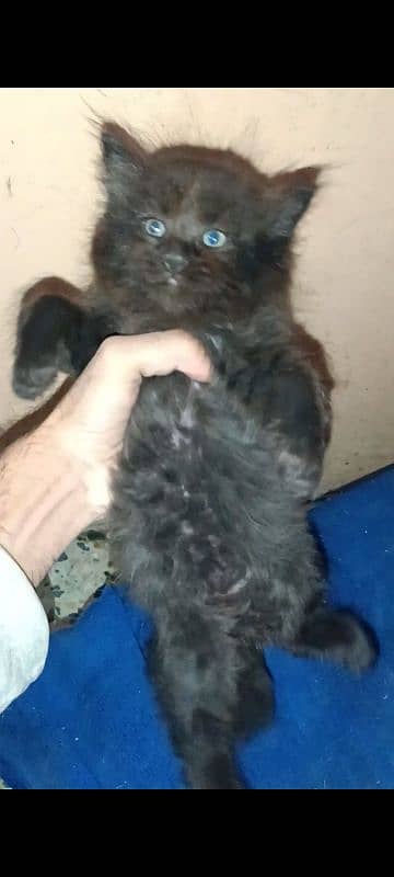 5 Persian kittens and 1 male cat for sell 11