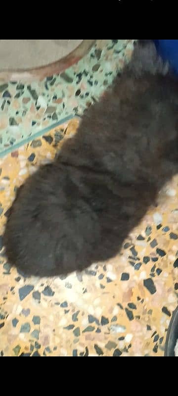 5 Persian kittens and 1 male cat for sell 12