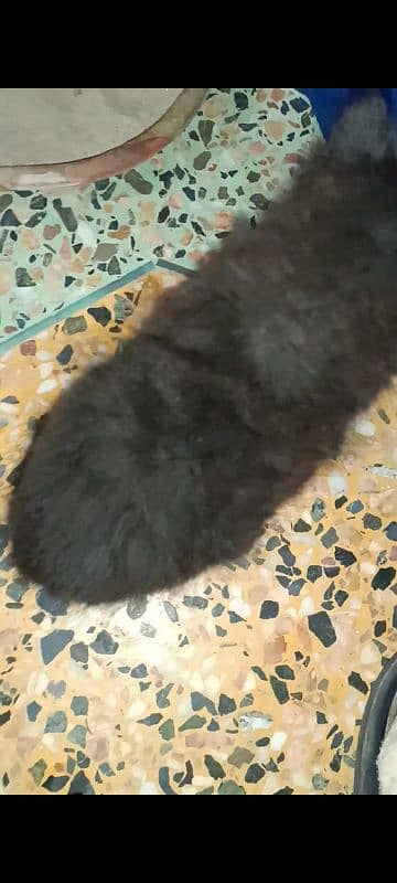 5 Persian kittens and 1 male cat for sell 13