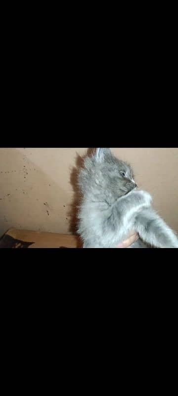 5 Persian kittens and 1 male cat for sell 14