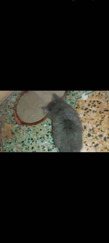 5 Persian kittens and 1 male cat for sell 15