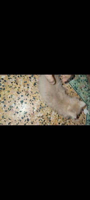 5 Persian kittens and 1 male cat for sell 16