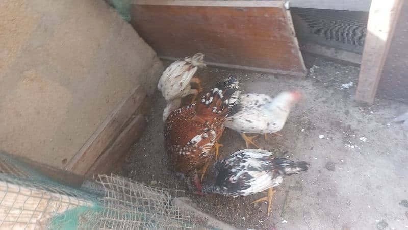 home hens with chicks 1