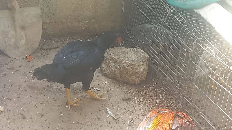 home hens with chicks 2