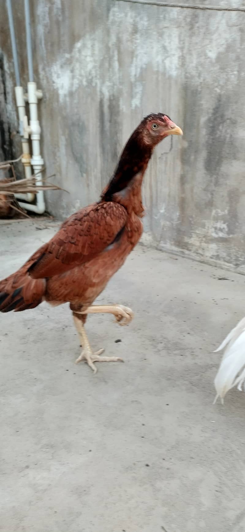 Masha Allan! Top quality mianwali Aseel pair for sale 5