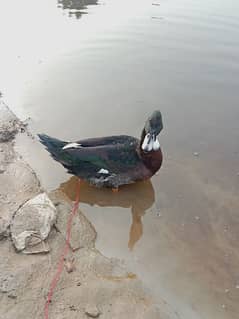 duck