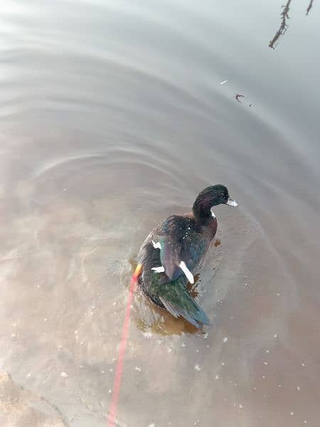 duck for sale male only 5