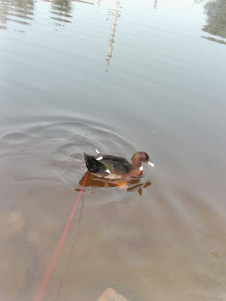 duck for sale male only 6