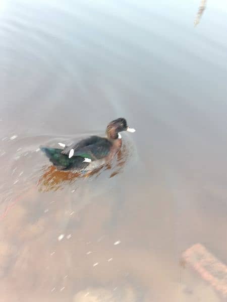 duck for sale male only 7