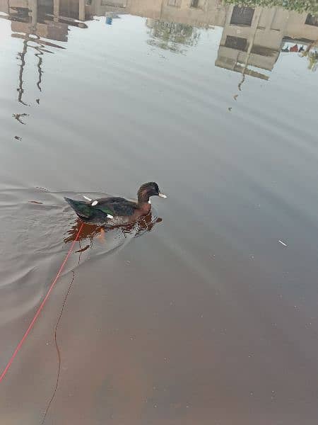 duck for sale male only 8