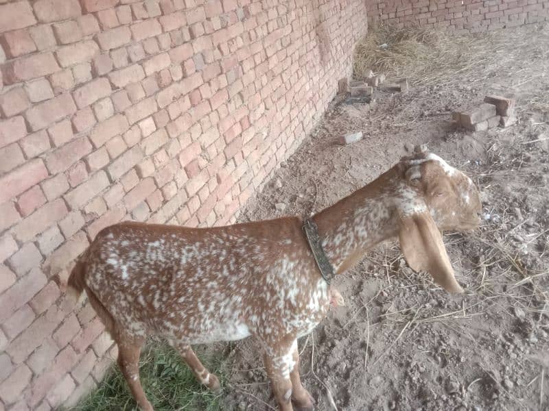 Makhichinii Goat 0