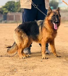 German Shepherd long coat