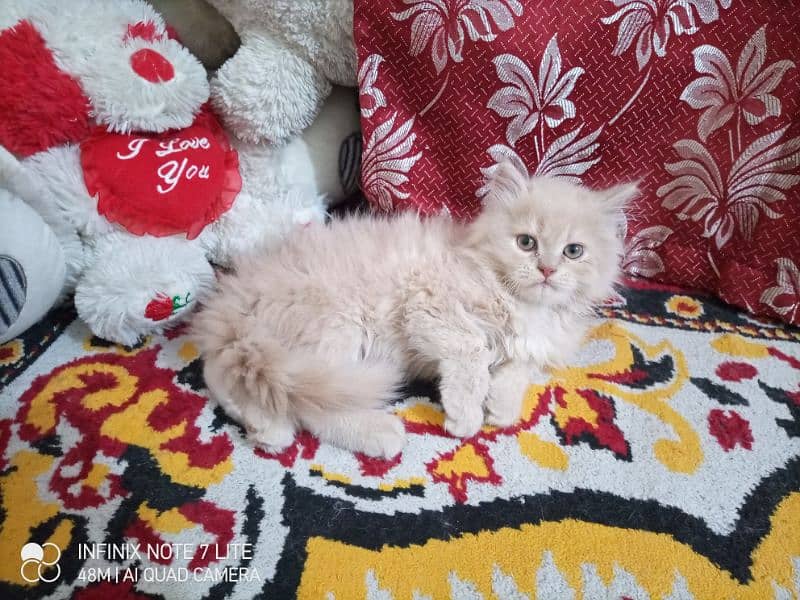 persian tripple coated kittens available 1