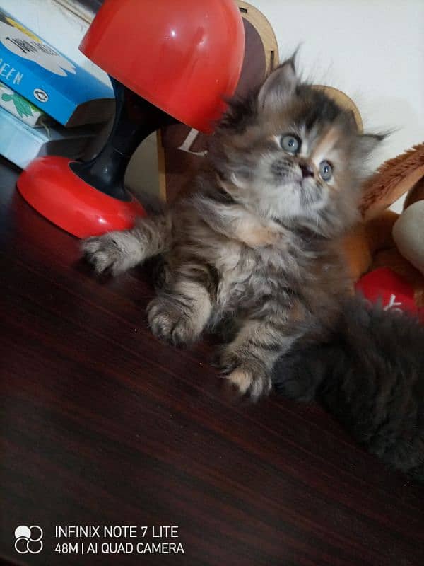 persian tripple coated kittens available 2