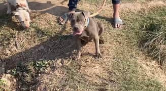 American bully female for sale 03064970225