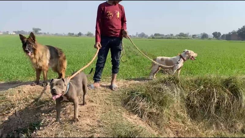 American bully female for sale 03064970225 1