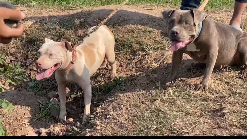 American bully female for sale 03064970225 3