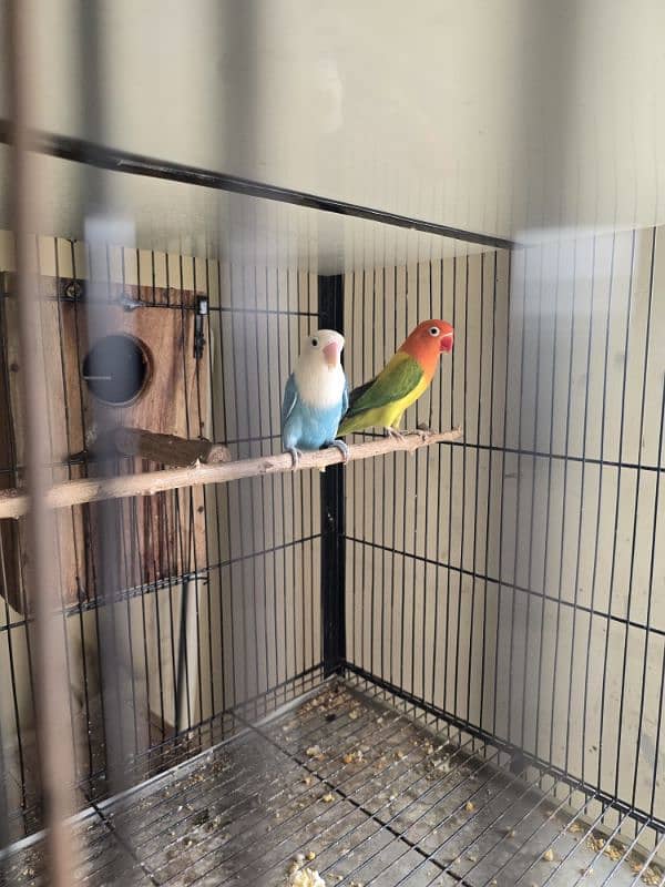 breeder pair for sale 2