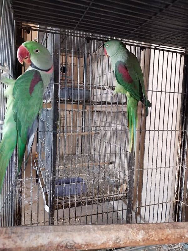 love Kashmir tota for sale male or female 0329=48=79=452 0