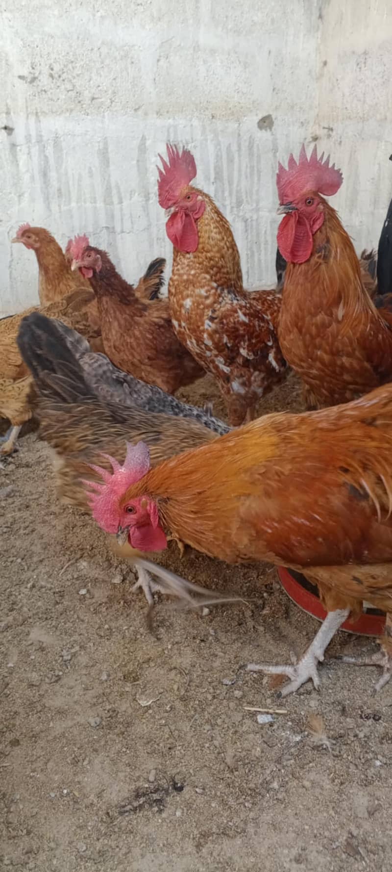 MISREY HENS  EGGS LAYING HENS FOR SALE  03110245067 0