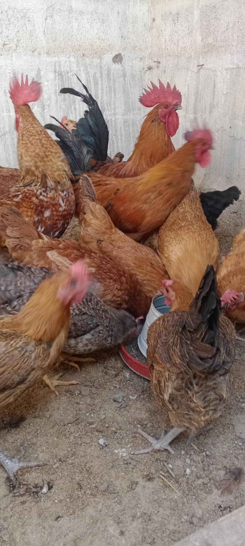 MISREY HENS  EGGS LAYING HENS FOR SALE  03110245067 1