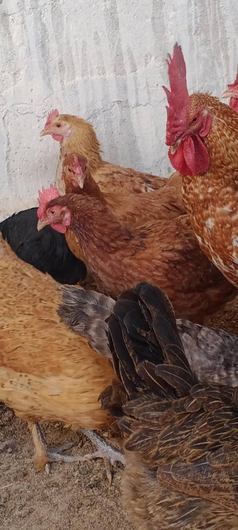 MISREY HENS  EGGS LAYING HENS FOR SALE  03110245067 2