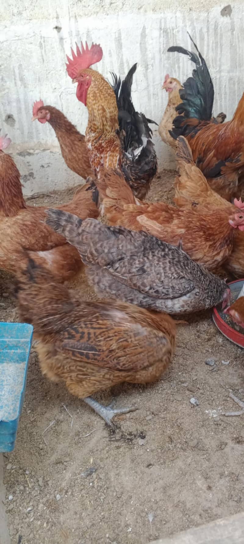 MISREY HENS  EGGS LAYING HENS FOR SALE  03110245067 3