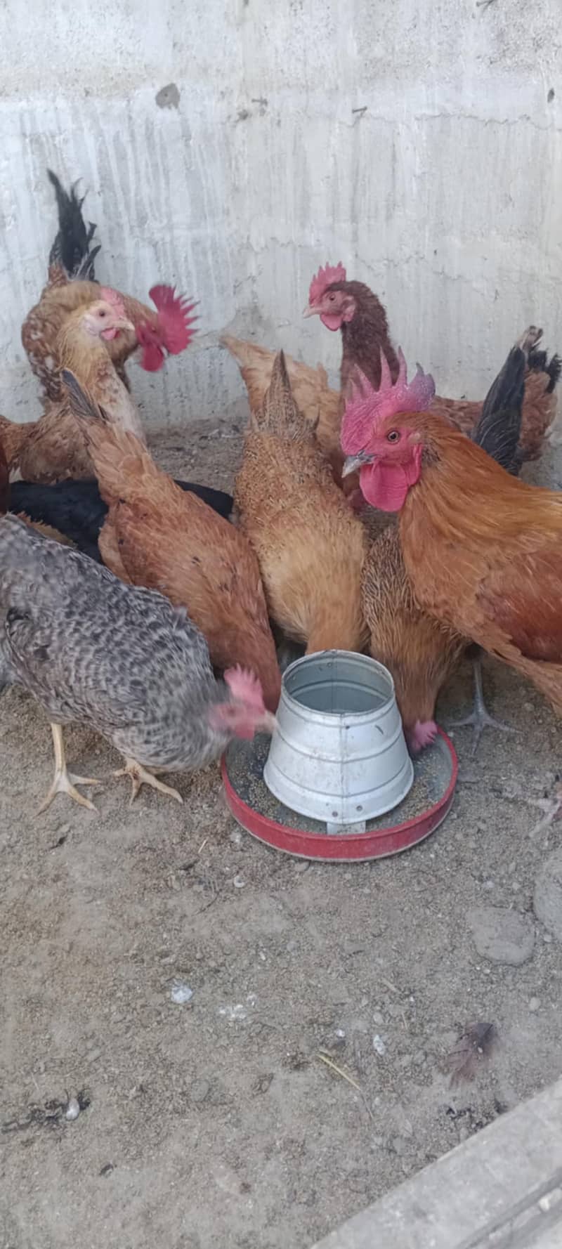 MISREY HENS  EGGS LAYING HENS FOR SALE  03110245067 4