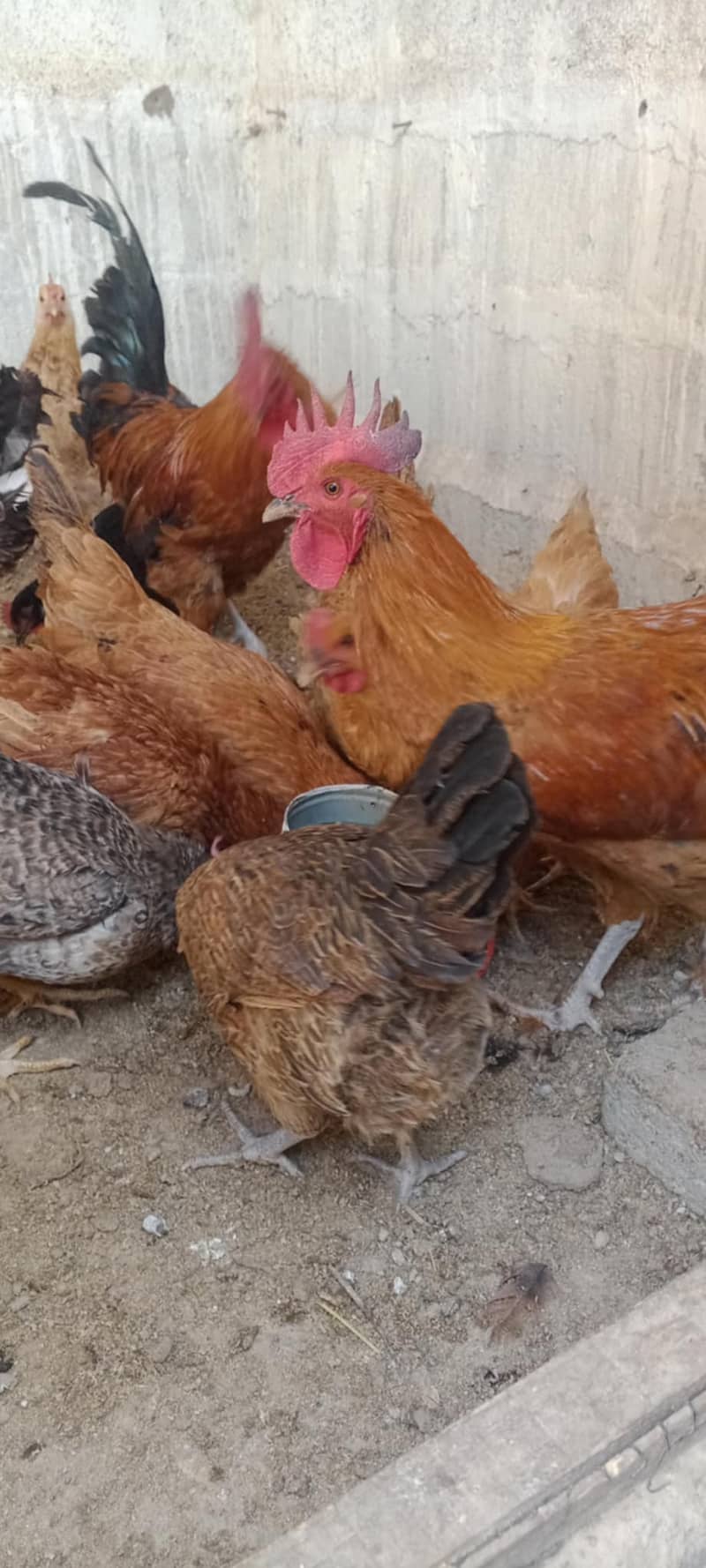 MISREY HENS  EGGS LAYING HENS FOR SALE  03110245067 5