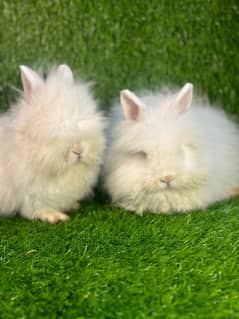 fancy rabbits for sale . teddy bear ,hotot, loop, anoogra others