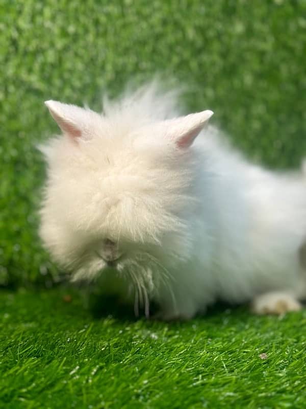 fancy rabbits for sale . teddy bear ,hotot, loop, anoogra others 1