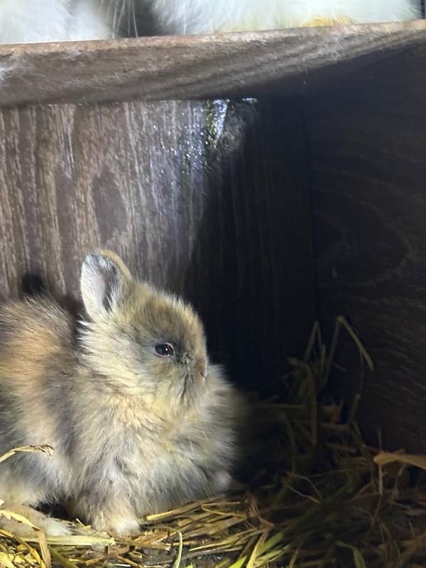 fancy rabbits for sale . teddy bear ,hotot, loop, anoogra others 3