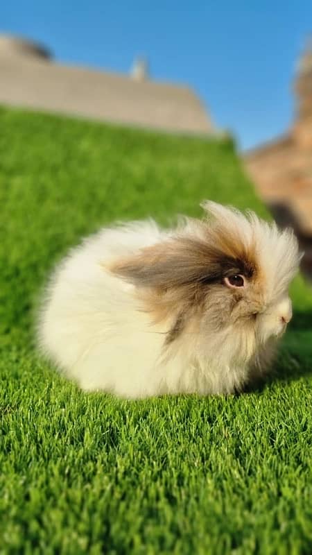 fancy rabbits for sale . teddy bear ,hotot, loop, anoogra others 4