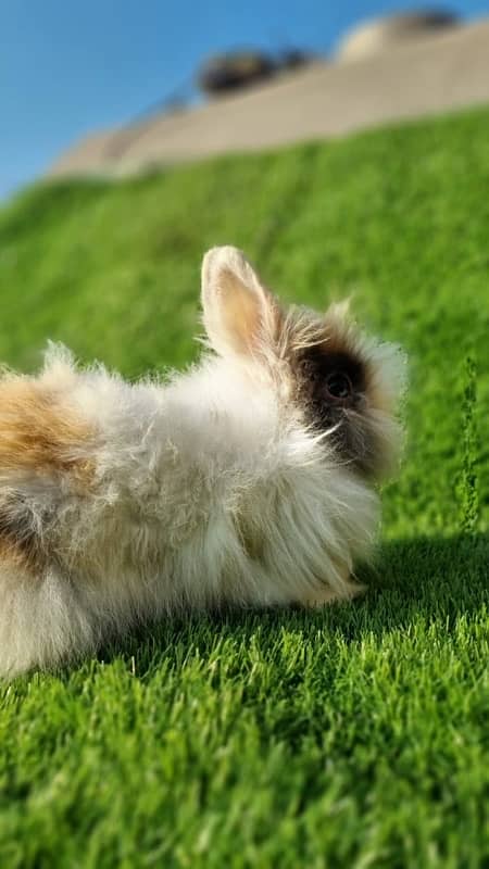 fancy rabbits for sale . teddy bear ,hotot, loop, anoogra others 5