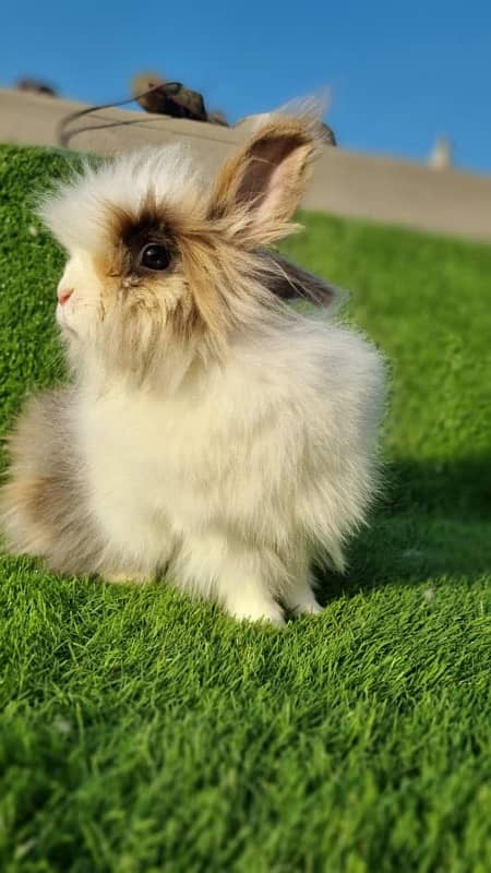 fancy rabbits for sale . teddy bear ,hotot, loop, anoogra others 6