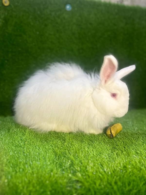 fancy rabbits for sale . teddy bear ,hotot, loop, anoogra others 7