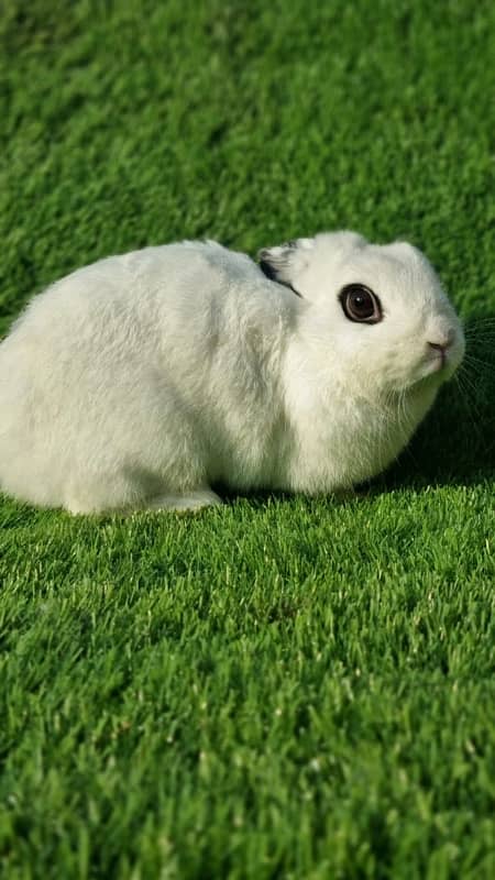 fancy rabbits for sale . teddy bear ,hotot, loop, anoogra others 8