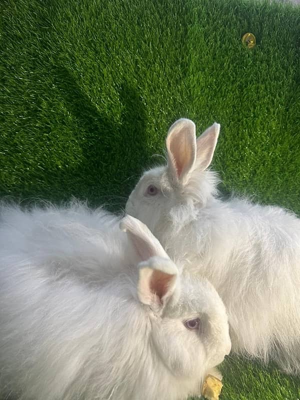 fancy rabbits for sale . teddy bear ,hotot, loop, anoogra others 9