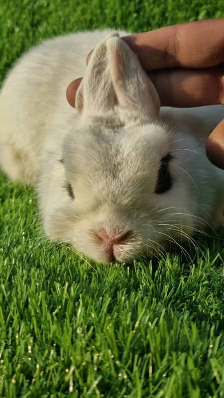 fancy rabbits for sale . teddy bear ,hotot, loop, anoogra others 11