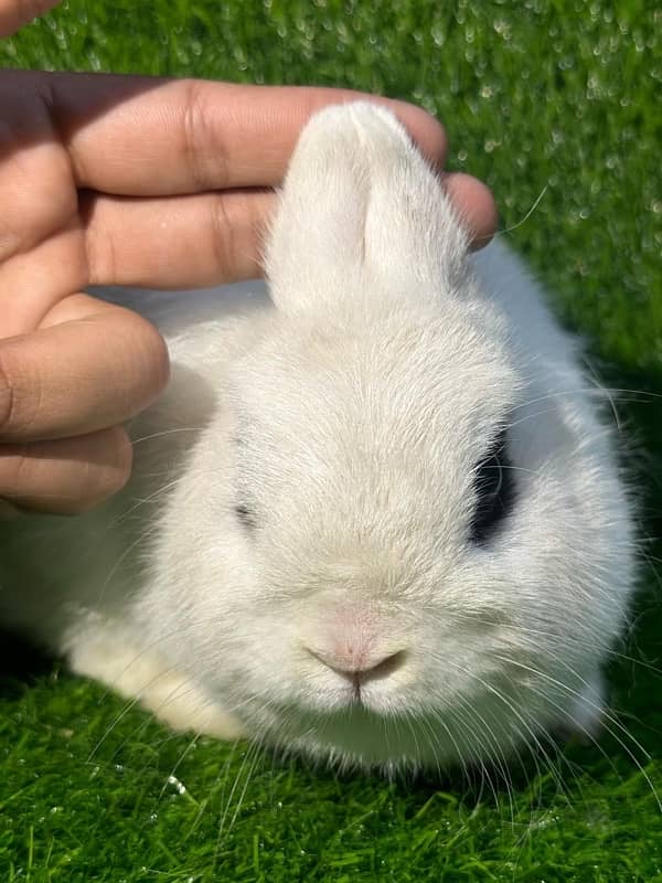 fancy rabbits for sale . teddy bear ,hotot, loop, anoogra others 13