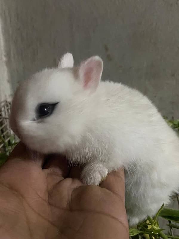 fancy rabbits for sale . teddy bear ,hotot, loop, anoogra others 15