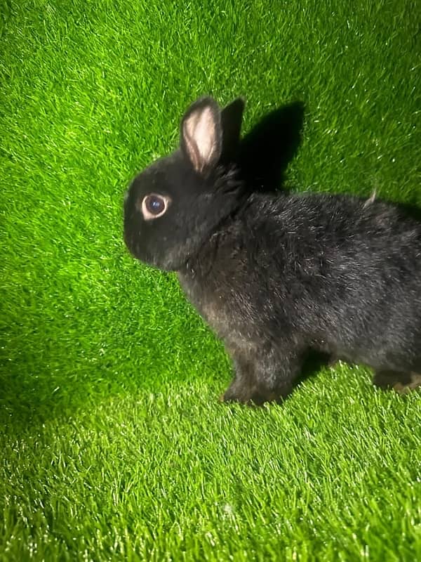 fancy rabbits for sale . teddy bear ,hotot, loop, anoogra others 16