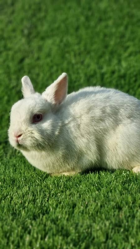 fancy rabbits for sale . teddy bear ,hotot, loop, anoogra others 17