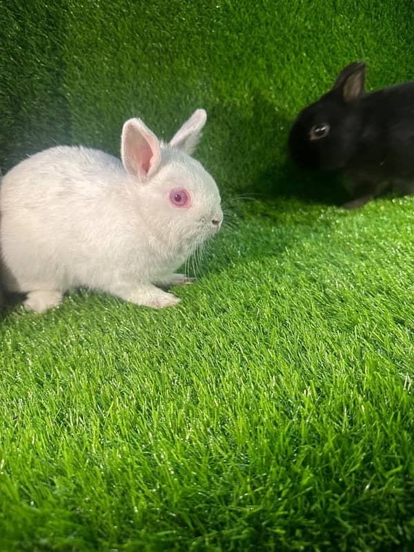 fancy rabbits for sale . teddy bear ,hotot, loop, anoogra others 18