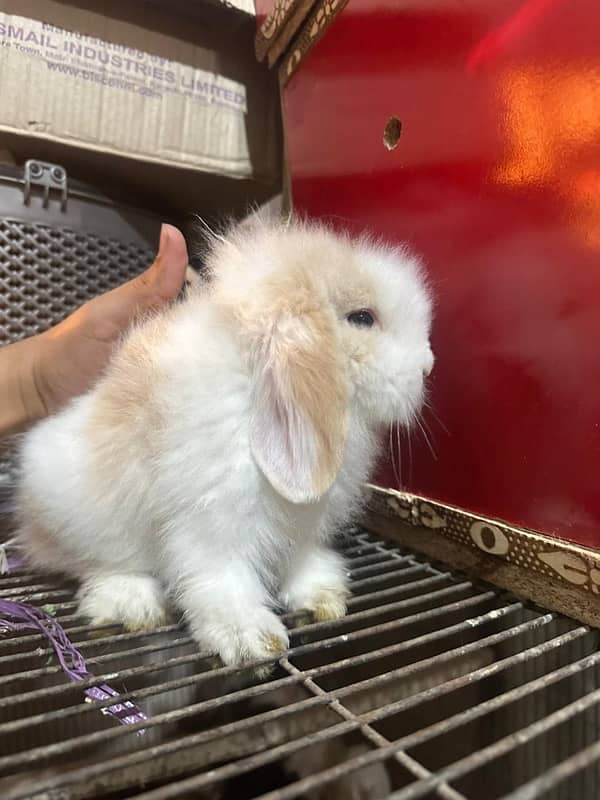 fancy rabbits for sale . teddy bear ,hotot, loop, anoogra others 19