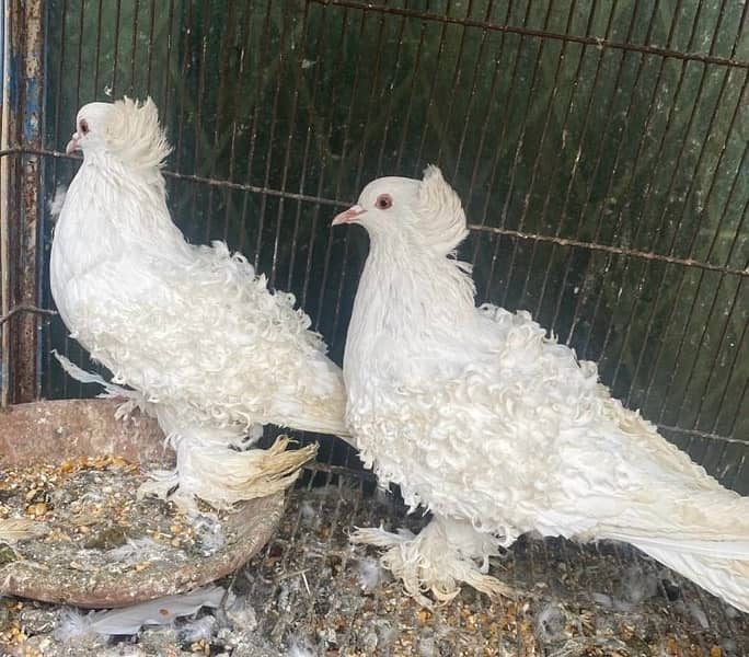 Frill pigeons breeder pair 1