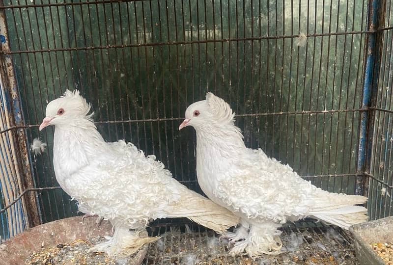 Frill pigeons breeder pair 2