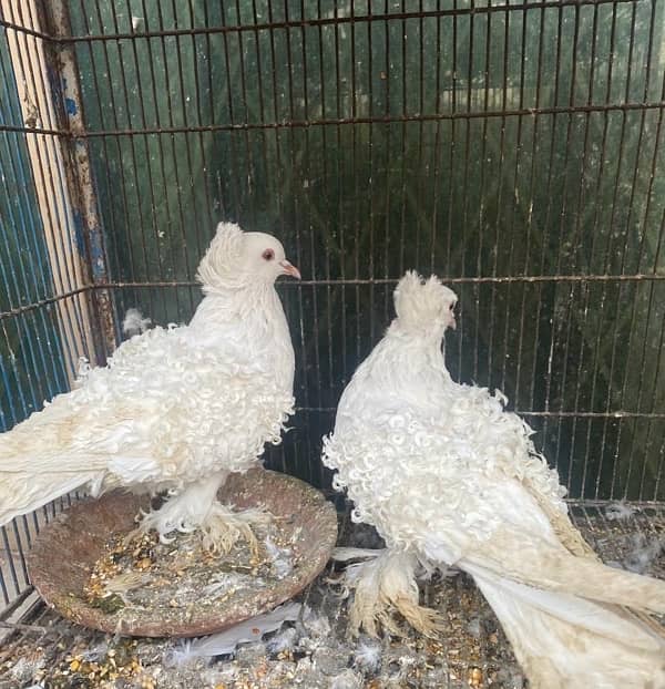 Frill pigeons breeder pair 3