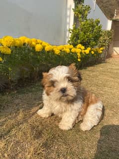 SHIH TZU PUPPY