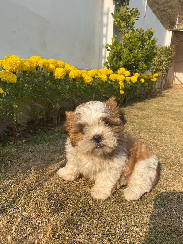 SHIH TZU PUPPY 0